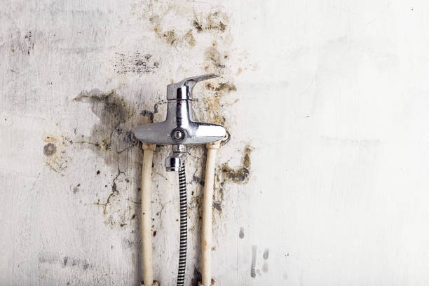 Reliable Portola Valley, CA Mold Remediation Solutions