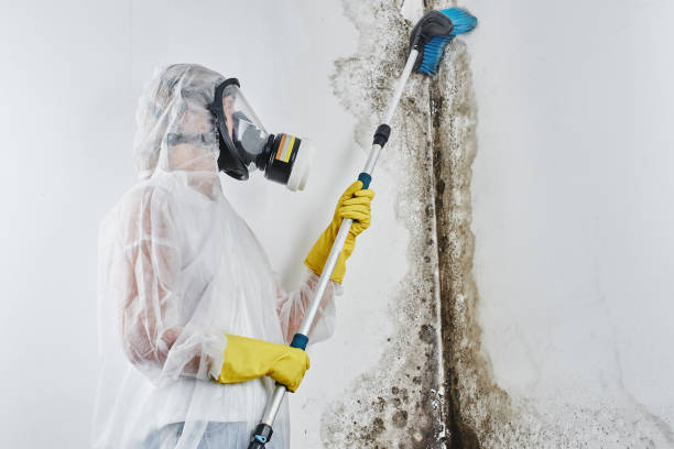 Best Industrial Mold Remediation in Portola Valley, CA