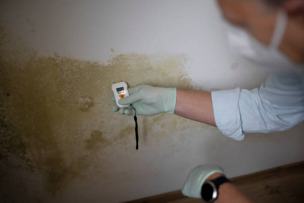 Best Mold Remediation for Specific Building Types in Portola Valley, CA