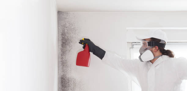 Best Preventive Mold Services in Portola Valley, CA