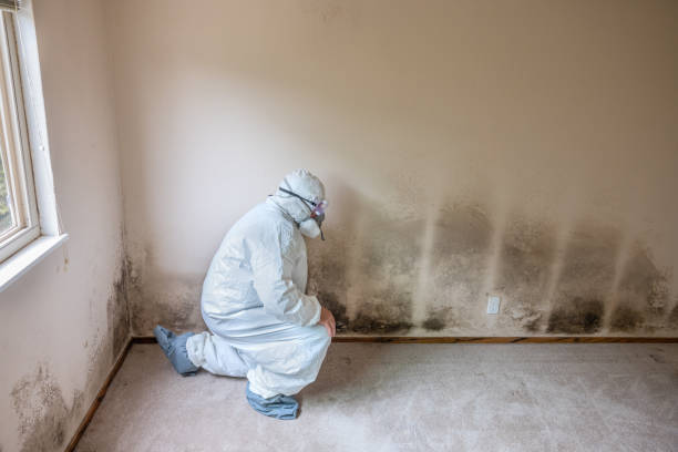 Best HVAC Mold Remediation in Portola Valley, CA