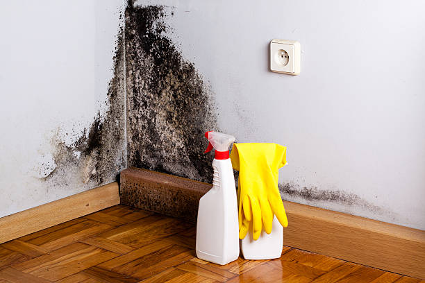 Best Residential Mold Remediation in Portola Valley, CA