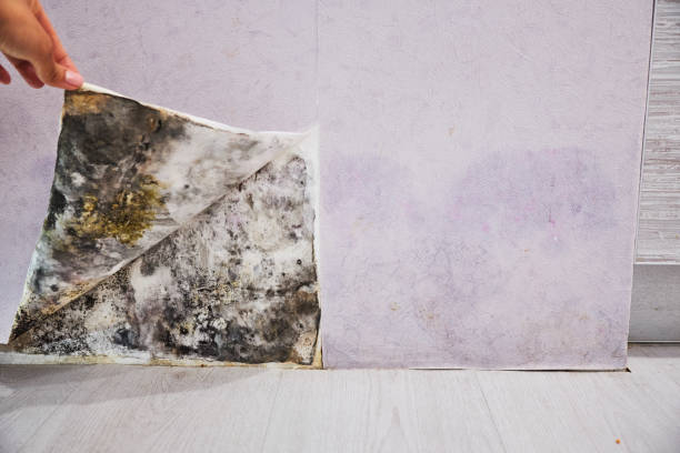 Best Mold Testing and Inspection Services in Portola Valley, CA